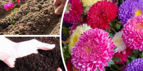 Jak rostou astra semena v otevřené půdě: příslušné instrukce od profesionálů